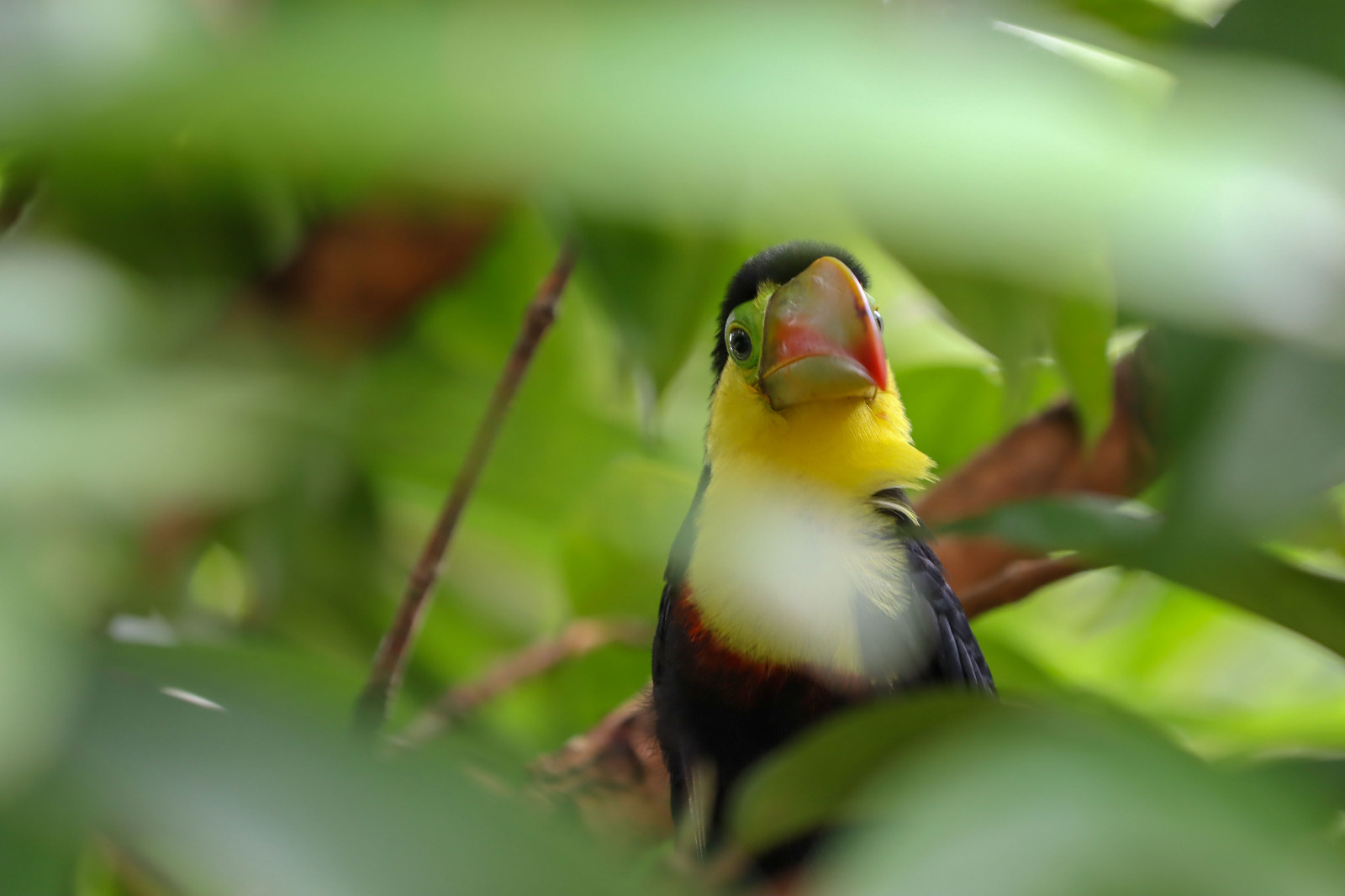 La pirotecnia representa una amenaza para las aves y biodiversidad.