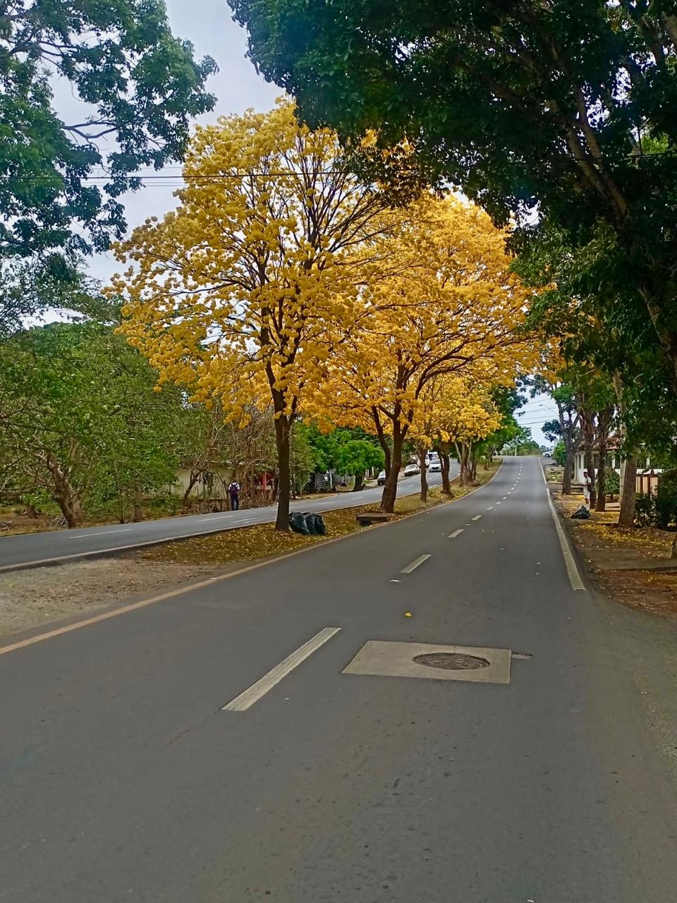 MIDA libera globos con semillas de guayacán en Herrera para reforestar.