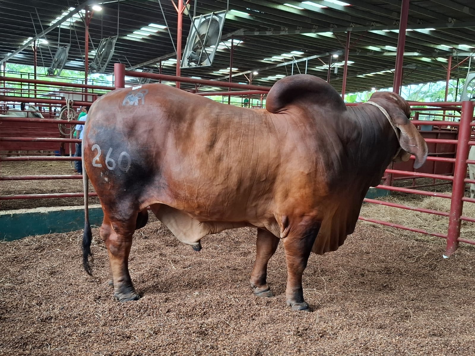 Ganaderos aseguran animales de alta genética con respaldo del ISA en Darién