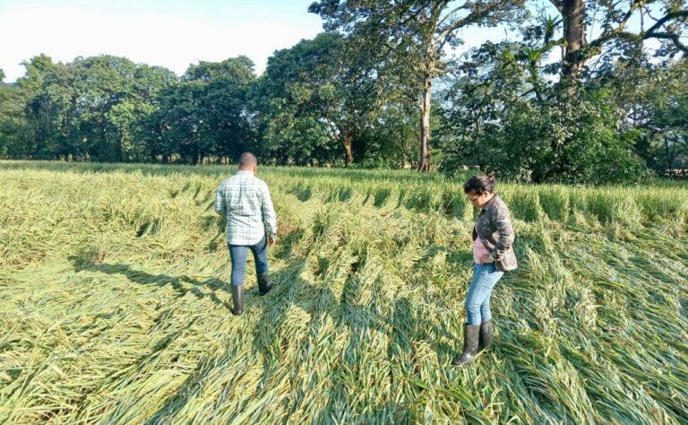 MIDA, Banco Nacional y FLAR unen fuerzas para capacitar a productores de arroz en Panamá
