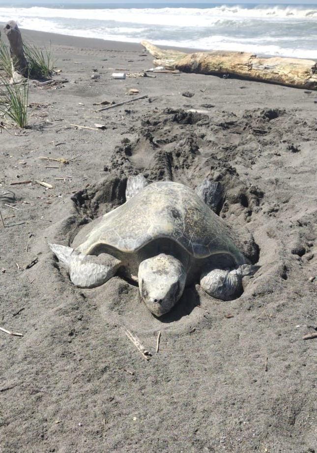 Reubican 100 nidos de tortuga lora en Refugio de Vida Silvestre Playa La Barqueta Agrícola