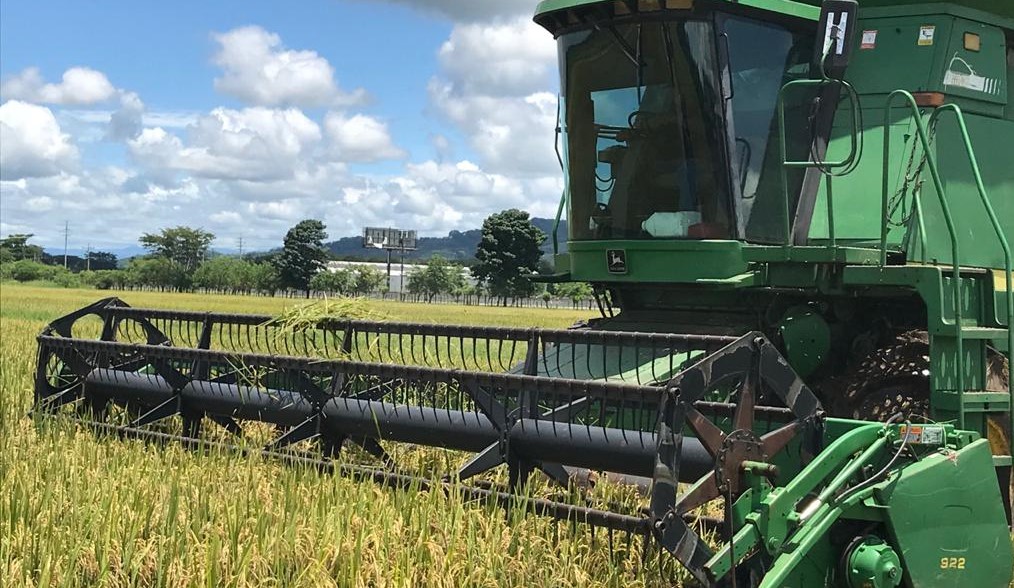 Gobierno pone fin al subsidio al arroz y anuncia nuevo plan de apoyo al sector