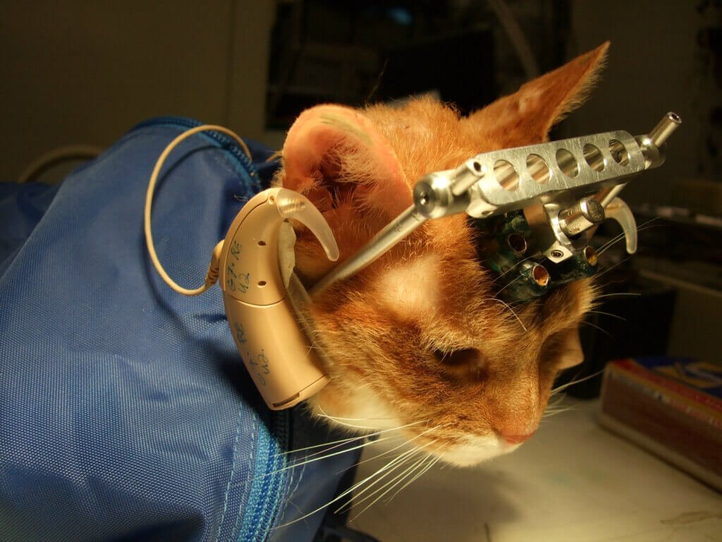 Ciencia con conciencia: una deuda pendiente con los animales de laboratorio