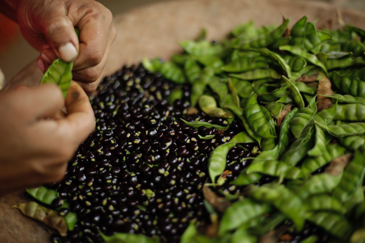 Prueba agroindustrial confirma que el guandú congelado mantiene su olor y sabor